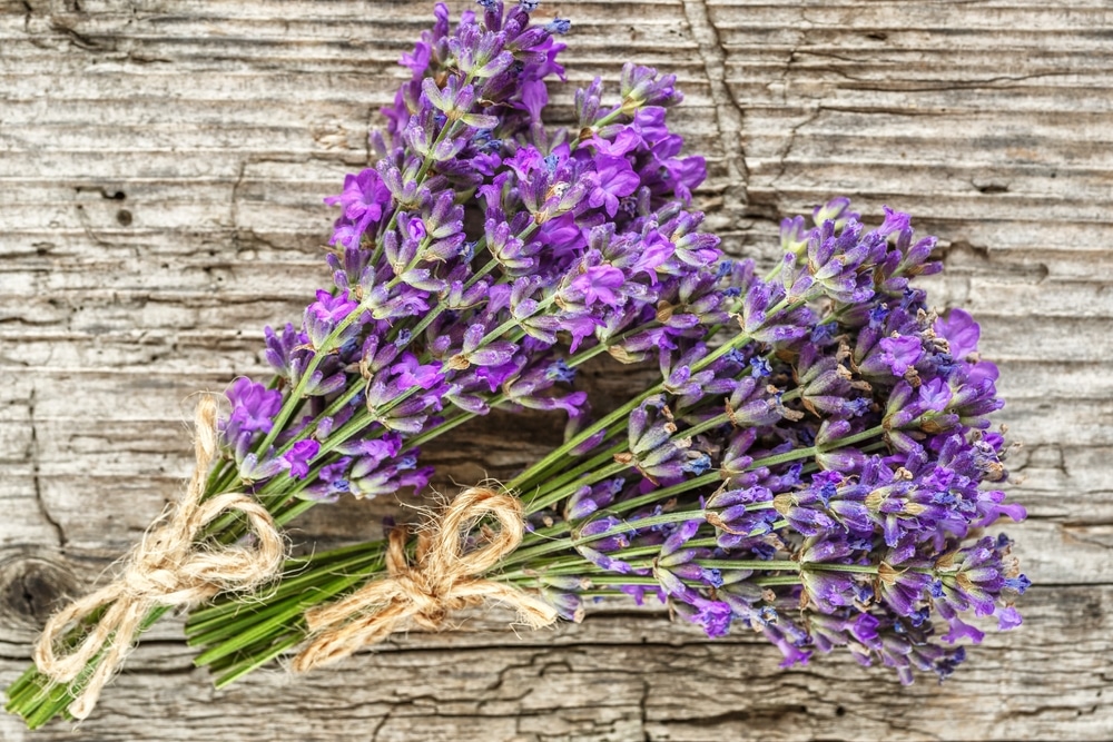 Foxhollow Herb Farm - Organic Dried Lavender Bunch