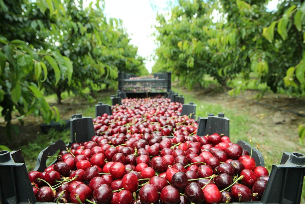 Hood River Fruit Loop The Best For Cherry Season 2022