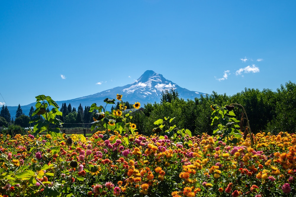 hood river fruit loop 