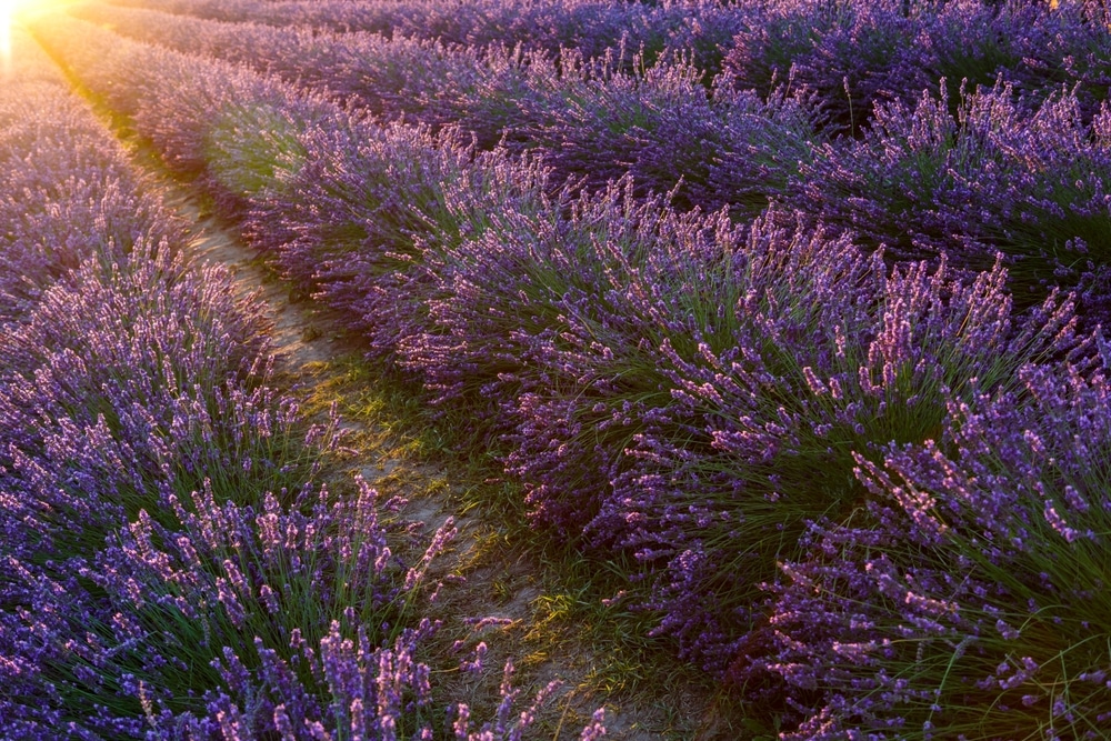 photo of the pretty rows of lavender at the Hood River Lavender Farm