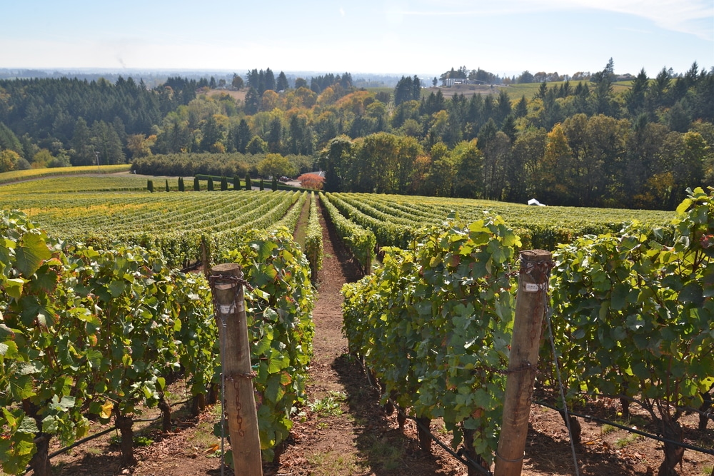 Hood River Wineries for the best Oregon Wine tasting 